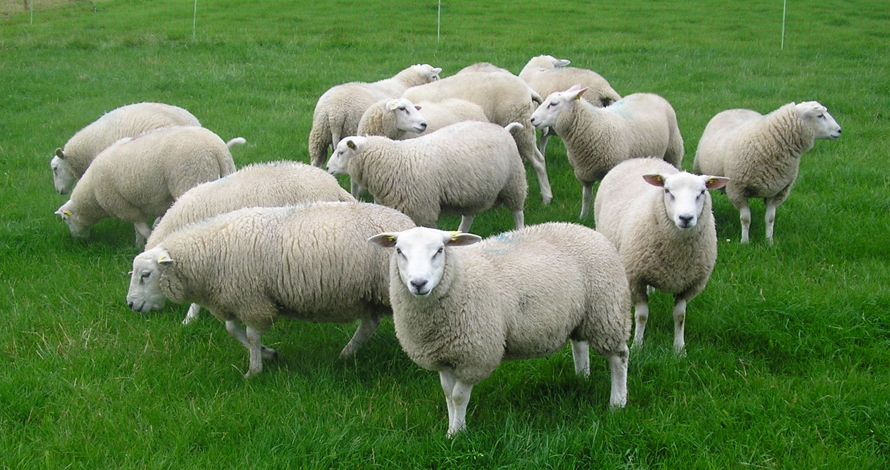 <p>benoem het schappenras op de afbeelding</p>