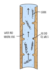 knowt flashcard image