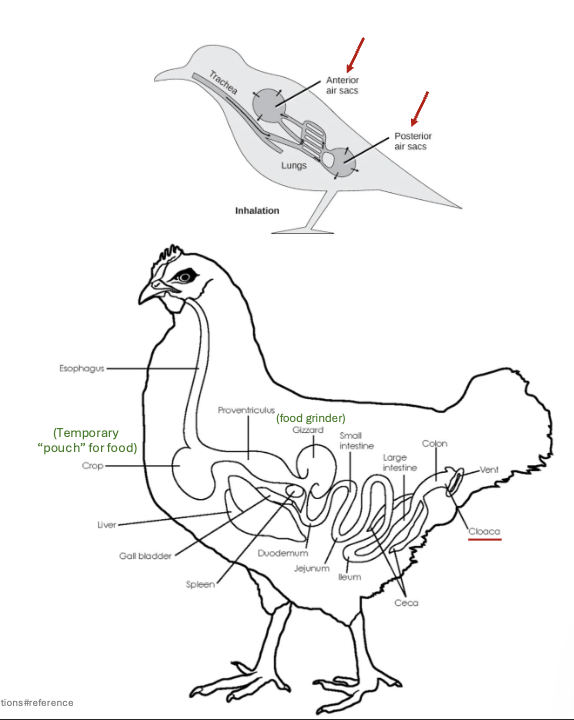 <p>AVIAN REPTILES (BIRDS) ADAPTATIONS TO FLY (9)</p>