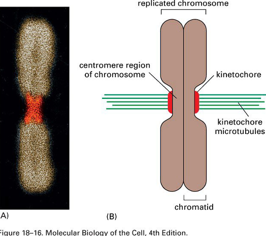 <p>Microtubule “links” on chromosomes that assembles on centromeres. Each sister chromatid assembles one kinetochore. Microtubules from the spindle attach to chromosome by binding the kinetochores.</p>