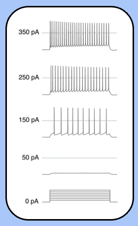 <ul><li><p><span style="font-family: "Helvetica Light";">neuron responds to current steps by firing action potentials throughout the stimulus.</span></p></li></ul><ul><li><p><span style="font-family: "Helvetica Light";">it might seem obvious, but this neuron is encoding magnitude of the current step into action potential frequency</span></p></li></ul><p></p>