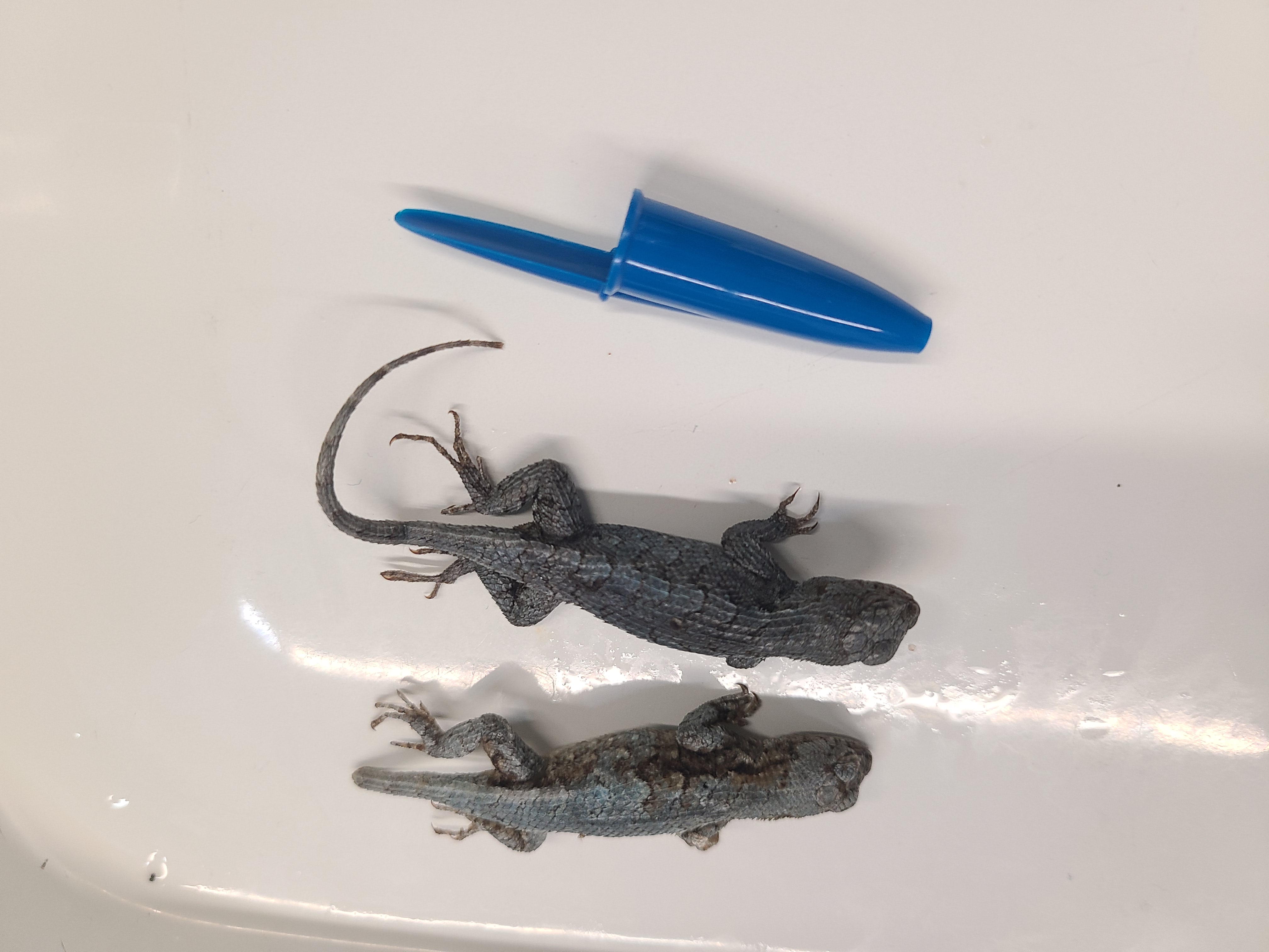 <p><span>Scientific name and distinguishing features</span></p>