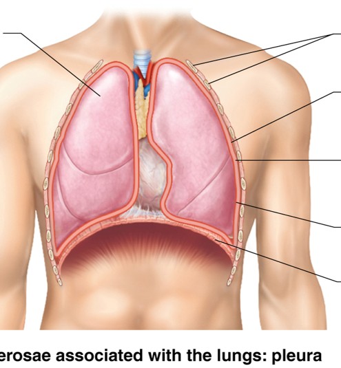 <p>What are the different layers of the pleura</p>