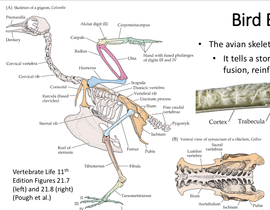 <ul><li><p>tells the story of bone reduction, fusion, reinforcement and power adapted to flight</p></li><li><p>strong fliers have more flight muscles, while birds of prey and land birds have more leg muscles to grab and run</p></li></ul><p></p>