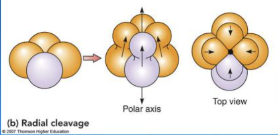 <p>The cells divide <strong>directly above or below one another</strong>, creating rows of cells that line up</p><ul><li><p>Deuterostomes</p></li><li><p>Cells are arranged in a straighter, more straight/aligned pattern</p><p></p></li></ul><p></p>