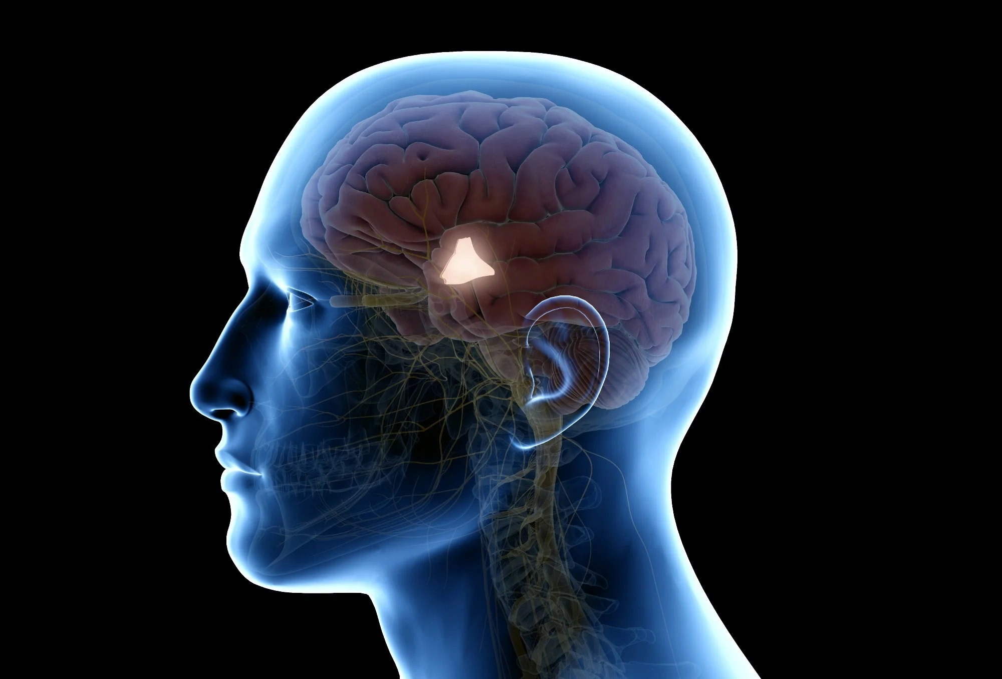 <p>hipotalami</p>