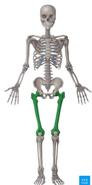 <p>Name this bone</p>
