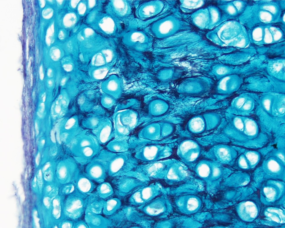 <p>Identifica el tejido</p>