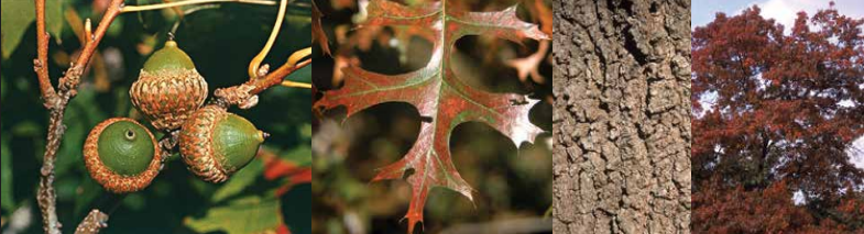 <p>Identify this tree: </p>