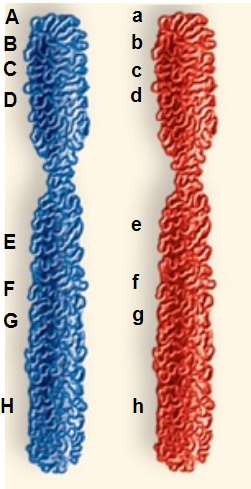 <p>Select the two chromosomal alleles that will cross-over the most frequently.</p>