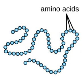 <p>Sequence of a chain of amino acids</p>