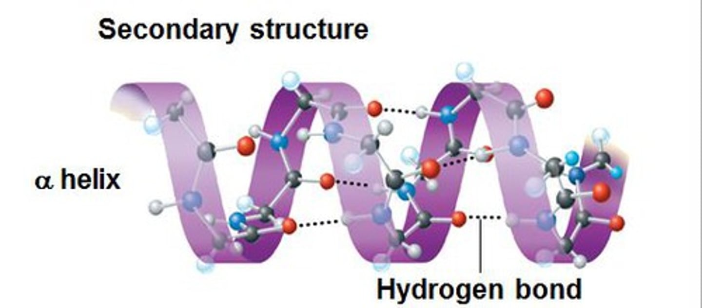 <p>A common structural motif in proteins, characterized by a right-handed coil stabilized by hydrogen bonds.</p>