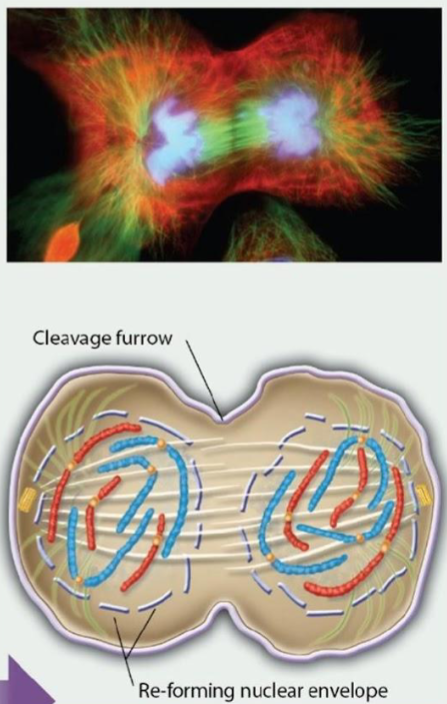 <p>Chromosomes have reached their respective poles and decondense. The nuclear membranes now re-form to produce two separate nuclei.</p>