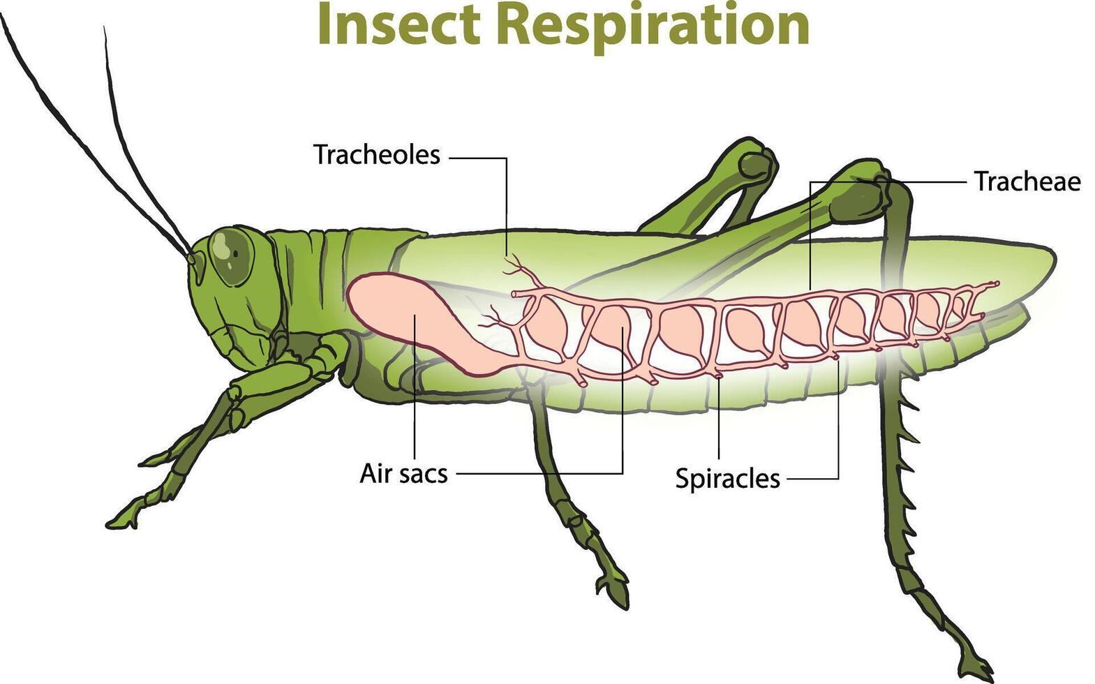 <p><span style="background-color: transparent; font-family: "Cormorant Garamond", serif;">Insekter har trakétsystem som transporterar syre direkt till cellerna utan att involvera blodet. Diffusion av gaser genom rör är dock bara effektivt över korta avstånd vilket är anledningen till insekternas övre storleksgräns. Genom rörsystemet står kroppens egna celler i nära förbindelse med den omgivande luften. Insidan är täckt av fuktiga epitelceller.</span></p>