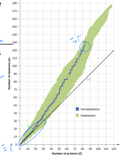 <ul><li><p>this shows which isotopes are stable and unstable</p></li><li><p>notice there is a middle blue stripe where they are stable</p></li><li><p>if it is too heavy or too light it won’t be stable and it’s radioactive</p></li><li><p>notice after 83 p<sup>+</sup> they are always radioactive</p></li></ul><p></p>