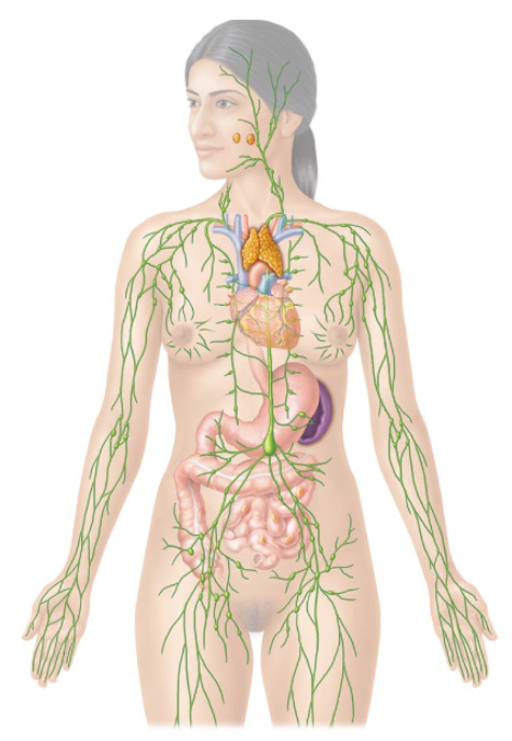 <p><strong>Functions </strong></p><ul><li><p>Group of organs and tissues that work with the immune system</p></li><li><p>Participate in several functions </p><ul><li><p>1. Regulate the volume of interstitial fluid (body tissue fluid)</p></li><li><p>2. Absorption of dietary fats</p></li><li><p>3. Immune Functions</p></li></ul></li></ul><p></p><p><strong>Two Main Components:</strong></p><ul><li><p>Lymphatic Vessels </p><ul><li><p>System of blind-ended tubes</p></li></ul></li><li><p>Lymphatic Tissue and Organs</p><ul><li><p>Clusters of lymphoid follicles </p><ul><li><p>Ex. Mucosa-associated lymphatic tissue (MALT)</p><ul><li><p>Tonsils, Peyer’s patches, and appendix</p></li></ul></li></ul></li><li><p>Lymph nodes, spleen, and thymus</p></li></ul></li></ul><p></p>