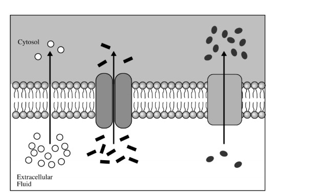 <p>Which of the following scientific questions is most relevant to the model represented in the figure above?</p><p>A) Is ATP required for the transportation of sugars across the outer mitochondrial membrane?</p><p>B) Do the types of phospholipids in a membrane affect the rate at which molecules enter a cell by passive diffusion?</p><p>C) Which molecular substance is actively transported across the plasma membrane?</p><p>D) How does temperature affect the movement of molecules into lysosomes?</p>