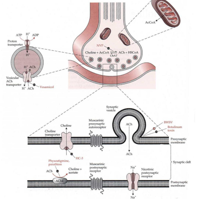 <ul><li><p><span>Choline is from diet</span></p></li><li><p><span>Has transporter from blood brain barrier to get in easily</span></p></li><li><p><span>Use AcCoA with an acetyl transferase enzyme can catalyse the placement of an acetyl group onto choline to reduce to acetylcholine</span></p></li><li><p><span>Acetylcholine - quaternary amine</span></p></li></ul><p></p>