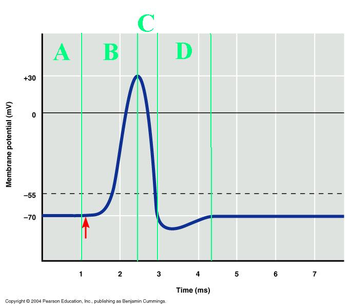 <p>Which labeled portion of the diagram corresponds to the hyperpolarization of the axon?</p>