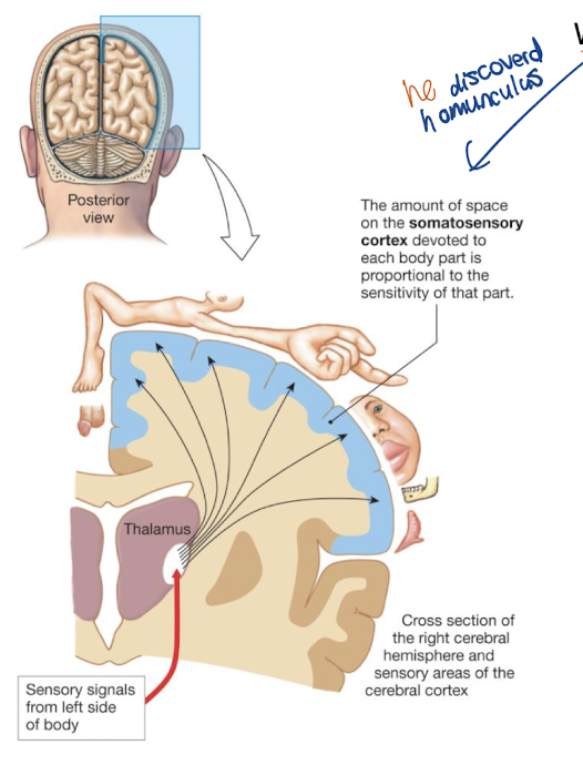 <p>= 3 neuron route:</p><ol><li><p><span><strong>Primary Sensory Neuron:</strong> Cell body sits in the <strong>dorsal root ganglion</strong>. Its axon stays on the <em>same side</em>of the body until it reaches the medulla.</span></p></li><li><p><span><strong>Secondary Sensory Neuron:</strong> Connects in the CNS, <strong>crosses over the midline (decussation)</strong>, and travels up to the <strong>thalamus</strong>. <em>(Note: The thalamus gets all sensory info EXCEPT smell)</em>.</span></p></li><li><p><span><strong>Tertiary Sensory Neuron:</strong> Projects from the thalamus to the <strong>primary somatosensory cortex</strong>(postcentral gyrus of parietal lobe).</span></p></li></ol><p><strong>Key Visual:</strong><span> Wilder Graves Penfield discovered the </span><strong>homunculus</strong><span> mapping here, where cortical space matches tissue sensitivity, like the fingures are SO sensitive compared to wrist</span></p>