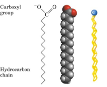 <p>Simple organic compounds with a carboxyl group joined to a backbone of 4-36 carbon atoms. They have hydrocarbon, hydrophobic tails, and carboxyl group, hydrophilic heads.</p><p></p><p>Identifying them: they have long zig-zag chains or fused rings with few oxygens</p>