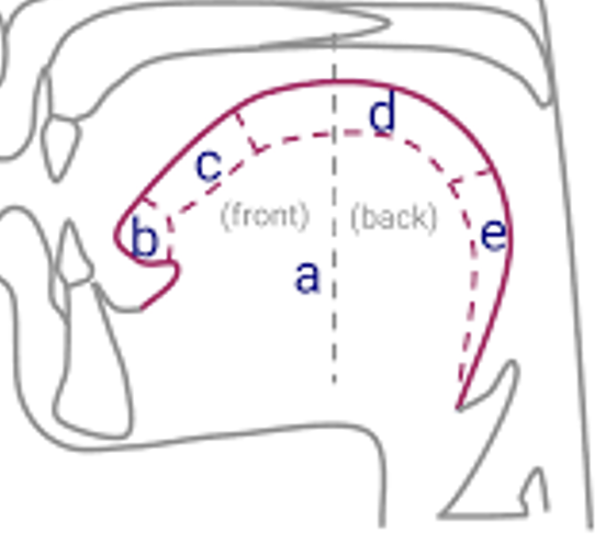 <p>tip of the tongue</p>