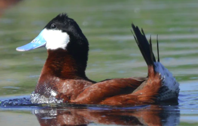 <p>females have same bill shape but dark brown/blackish, dark upper half of face</p>