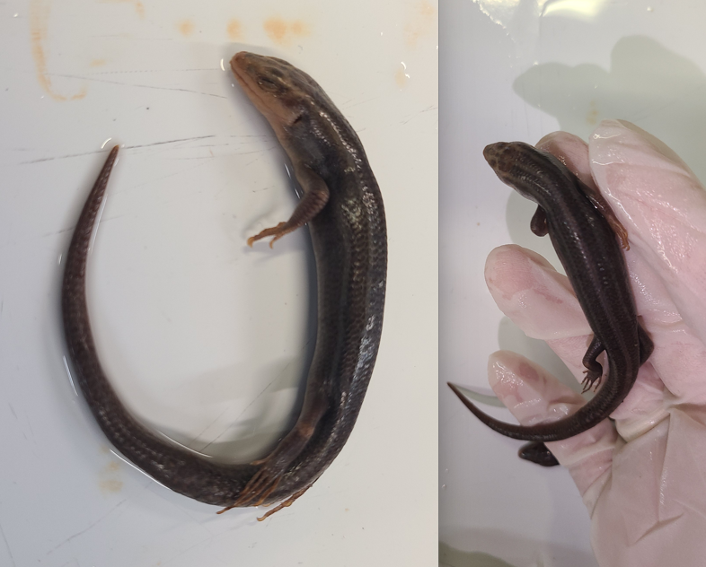 <p>Scientific name and distinguishing feature</p>