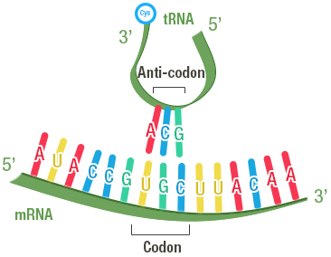 <p><span>The <strong>Initiation codon</strong>, AUG, codes for Methionine and signals the start of a protein</span></p><p class="MsoNormal"><span>3 codons are <strong>Stop codons</strong>, signaling the end of a protein; these do not have corresponding tRNAs. </span>For each mRNA codon coding for an amino acid</p>
