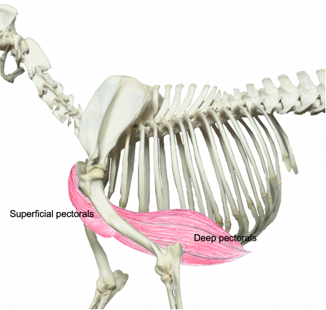 <p>What muscles are these?</p><p>What muscle group are they in?</p>