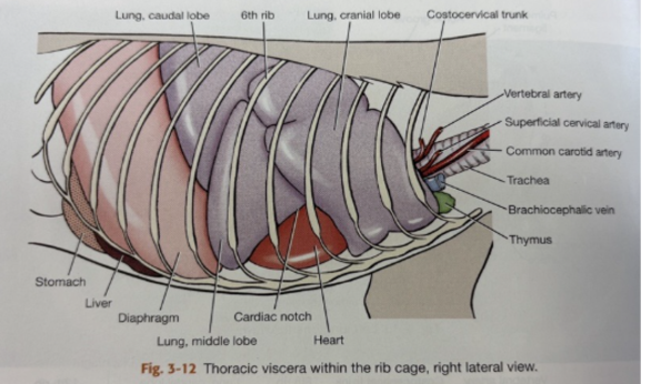 <p><span style="background-color: transparent;">Ventral border of the lungs</span></p><p><span style="background-color: transparent;">Cardiac notch</span></p><p><span style="background-color: transparent;">Lungs (laterally)</span></p><p><span style="background-color: transparent;">Thymus (cranially)</span></p><p><span style="background-color: transparent;">Diaphragm (caudally)</span></p>