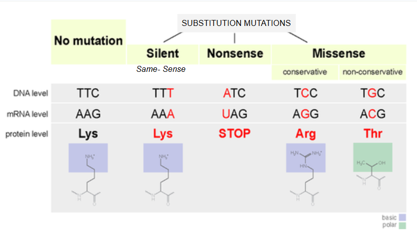 <p>may lead to no change if bases switched still code for the same protein e.g. CAA and CAT code val → <strong>silent mutation</strong></p><p>more likely to occur in 2nd or 3rd letter of gene substitutions </p><p></p><p>if letter changed changes amino acid, this may alter structure/function of the protein → <strong>missense mutation</strong> (<em>conservative = swapped amino acid for similar one, non - conservative = swapped for amino acid with very different properties)</em></p><p>if protein is cut short because base change codes stop codon, most likely non-functioning protein → <strong>nonsense mutation</strong></p>