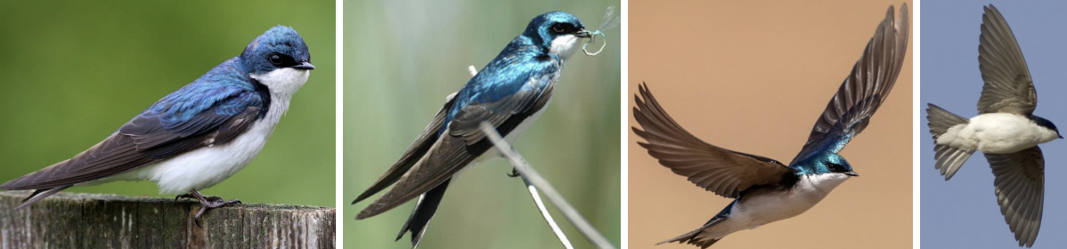 <ul><li><p><span style="background-color: transparent;"><strong>Habitat:</strong> breed in fields, marshes, wooded swamps, etc., prefer living near bodies of water that provide lots of flying insects, nest in old trees with cavities, winter- similar habitat but no need for cavities so can live in open areas</span><span>&nbsp;</span></p></li><li><p><span style="background-color: transparent;"><strong>Diet:</strong> insects, occasionally small animals and plant foods, flying insects- dragonflies, flies, etc., also spiders, mollusks, and roundworms, breeding season- high calcium items like fish bones, crayfish exos, and eggshells</span></p></li><li><p><span style="background-color: transparent;"><strong>Characteristics:</strong> small, streamlined, </span><span>iridescent blue-green on back</span><span style="background-color: transparent;">, bright buffy white underside, females- duller with more brown upperparts, juveniles- not iridescent dusky gray, very short flat bill, long skinny pointed wings, short square tail that is slightly notched, more of a tail in flight</span></p></li></ul><p></p>