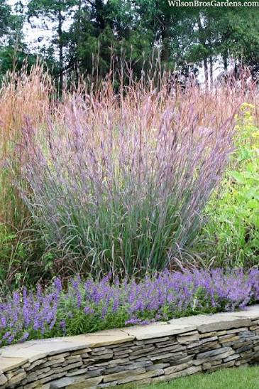 <p>Warm - Big, tall native bunchgrass, with purple oval nodes, sometimes hairy leaves, and a three-part seedhead resembling a turkey’s foot. A dominant tallgrass-prairie species that supplies forage, deep-rooted erosion control, and wildlife cover.</p>