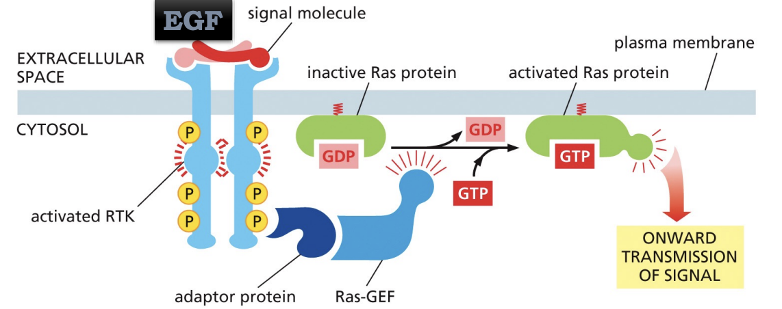 <p>docks on specific phosphotyrosine on the activated RTK and recruits Ras-GED stimulating Ras to exchange its bound GDP for GTP, which leads to onward transmission of the signal</p>