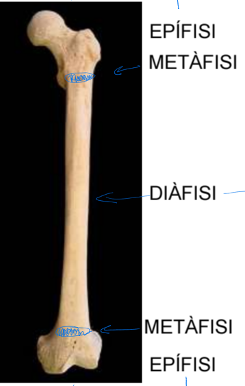 <p>Epífisi (recobert d’òs compacte, format per os trabecular i mèdul·la òssea vermella) i diàfisi (os compacte amb un canal medul·lar i mèdul·la òssea</p>