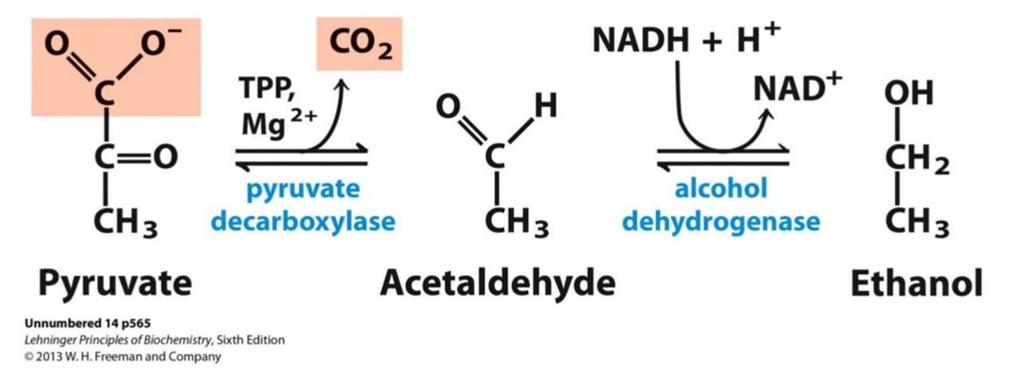 <p>pyruvate decarboxylase</p>