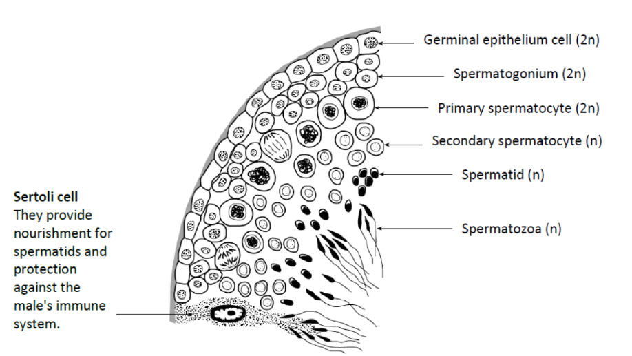 <p>label the seminiferous tubule</p>