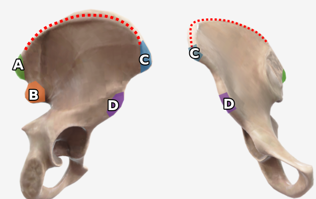 <p>can you label the following spines of the ilium?</p>