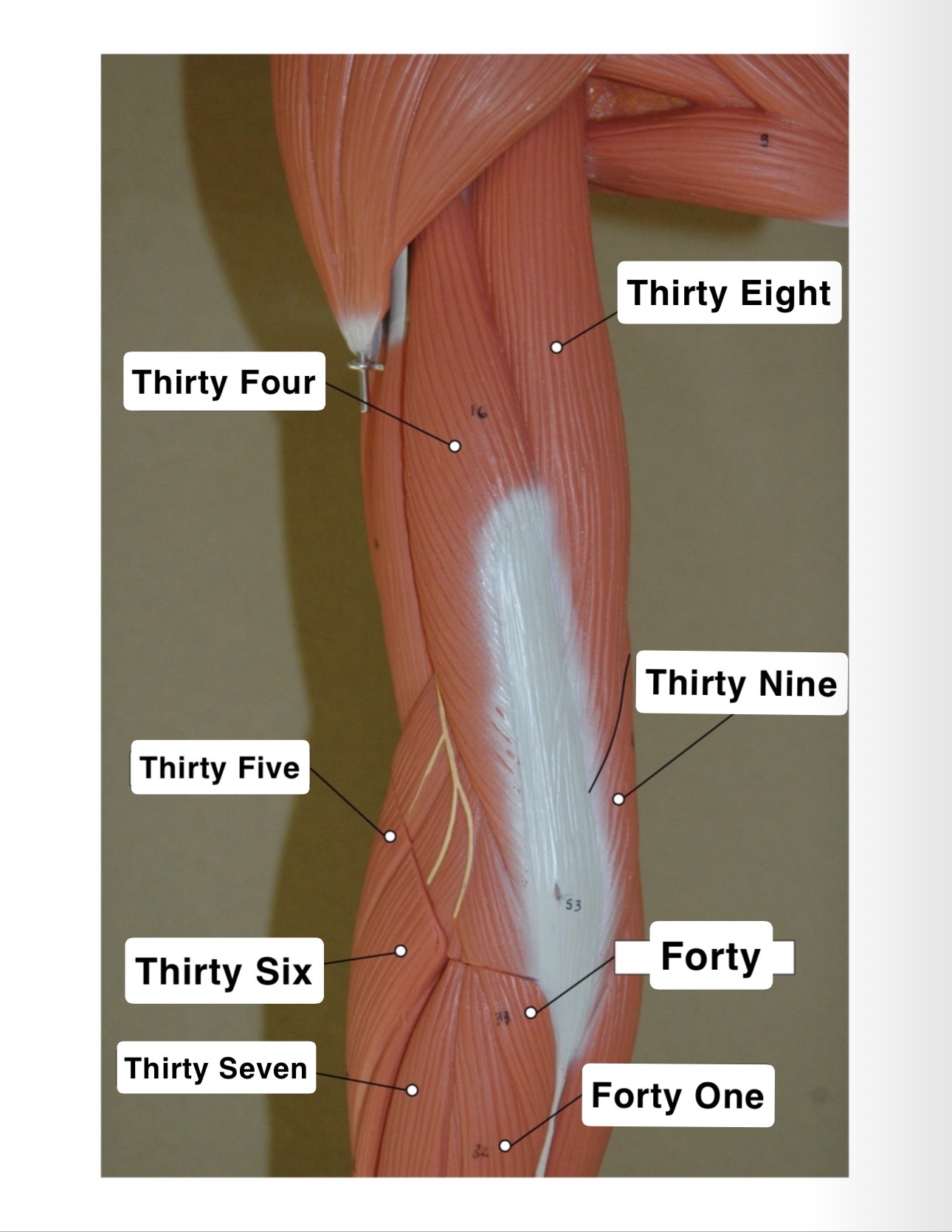 <p>Thirty Nine?</p>