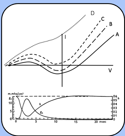 <p><span style="font-family: "Helvetica Light";">immediately after the action potential (the absolute refractory period) I<sub>m</sub> jumps up to curve D or C, where there is no threshold.</span></p><p><span style="font-family: "Helvetica Light";">over time, h recovers and n decreases, so the I<sub>m</sub> follows curve B, where their threshold exists, but is higher than usual (the relative refractory period).</span></p><p><span style="font-family: "Helvetica Light";">finally, the h and n reach their steady-state values as </span><span>I</span><span style="font-family: "Helvetica Light";"><sub>m</sub> follows curve A (normal excitability).</span></p>