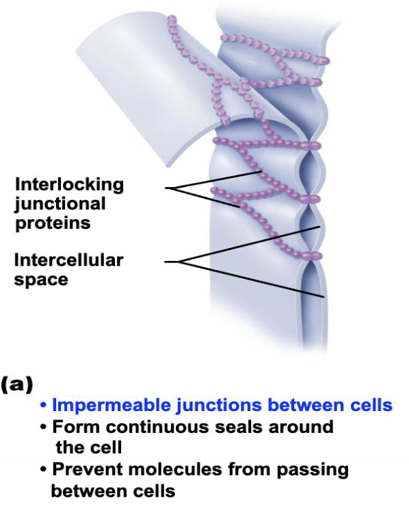 <ul><li><p>close off intercellular space</p></li><li><p>at apical regions</p></li><li><p>so close some proteins in plasma membrane of adjacent cells are fused</p></li></ul><p></p>