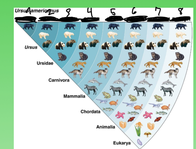 <p>name the categories 1-7</p>