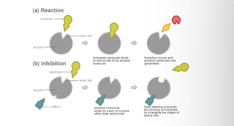 <p>Also combine with enzymes but not at the active site</p><p>They bind to another part of the enzyme where they either</p><ol><li><p>Partly block access to the active site</p></li><li><p>2. Cause a change in shape of the enzyme so that the substrate cannot enter the active site.</p></li></ol><p>Increasing the concentration of the substrate has no effect on inhibition</p><p></p>