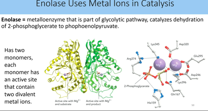 <p>metalloenzyme that is part of glycolytic pathway, catalyzes dehydration of 2 phosphoglycerate to phopyruvate</p><ul><li><p>two monoers, each have active site that contain two divalent metal ions</p></li></ul><p></p>