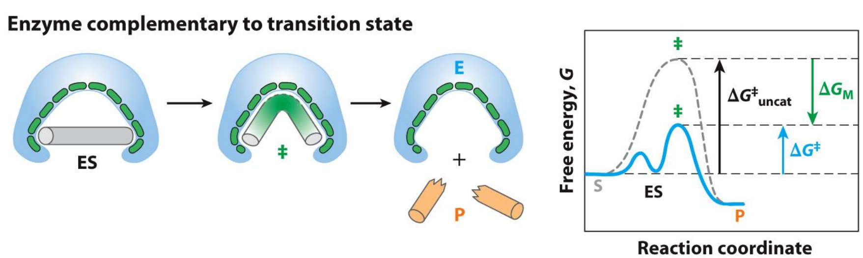 <ul><li><p>Enzyme needs to be complementary to the transition state not the substrate </p></li><li><p>Try to think of this as an induced fit model</p></li><li><p>The problem with the enzyme complementary to the substrate is that you now lock yourself in the ES complex, where the connection between the enzyme and substrate is way too strong and thus requires way more activation energy (free energy change) to enter the transition state - hence the reaction rate is very slow and you can see this on the graphs </p></li><li><p>Note how the graphs ends and starts at the same points (the ground state of S and P is the same)</p></li></ul><p></p>