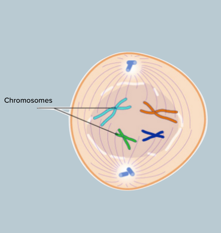 <p>Nuclear membrane breaks down and chromosomes attach to spindle fibers</p>
