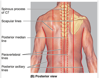 <p>Passes through the inferior angle of the scapula.</p>