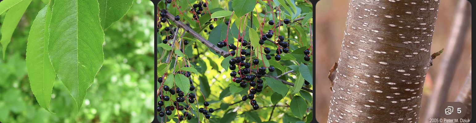 <p>Identify this tree</p>