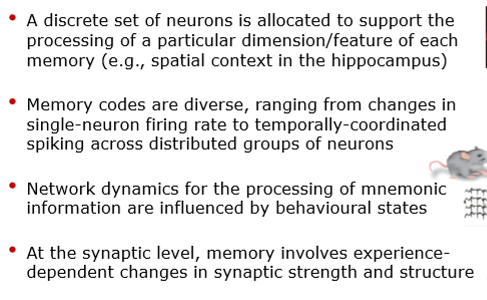 <ul><li><p>info can be represented many different ways</p></li><li><p>different ways of looking at building blocks of memory</p></li></ul><p></p>